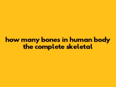How Many Bones In Human Body: The Complete Skeletal