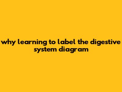 Why Learning To Label The Digestive System Diagram